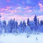 芬兰  冬季拉普兰